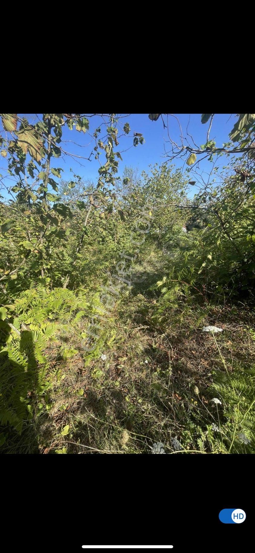 Sahile Yakın Yatırımlık Arsa Fındıklık %5 İmarlı Yolu Var 700 Mt - Görsel 2