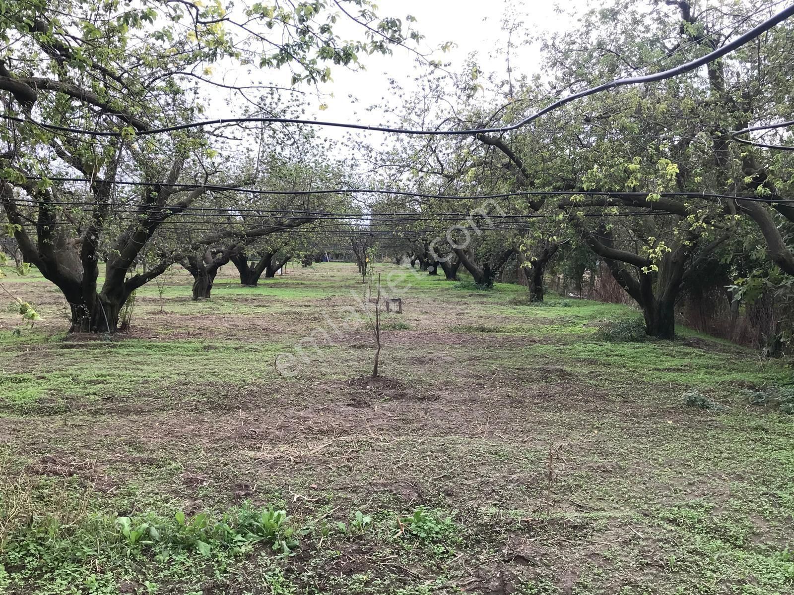 Turgutlu Subaşı Satılık Tarla Acil Satılık Tarlamiz Açıklamayı Okuyup İletişime Geçiniz