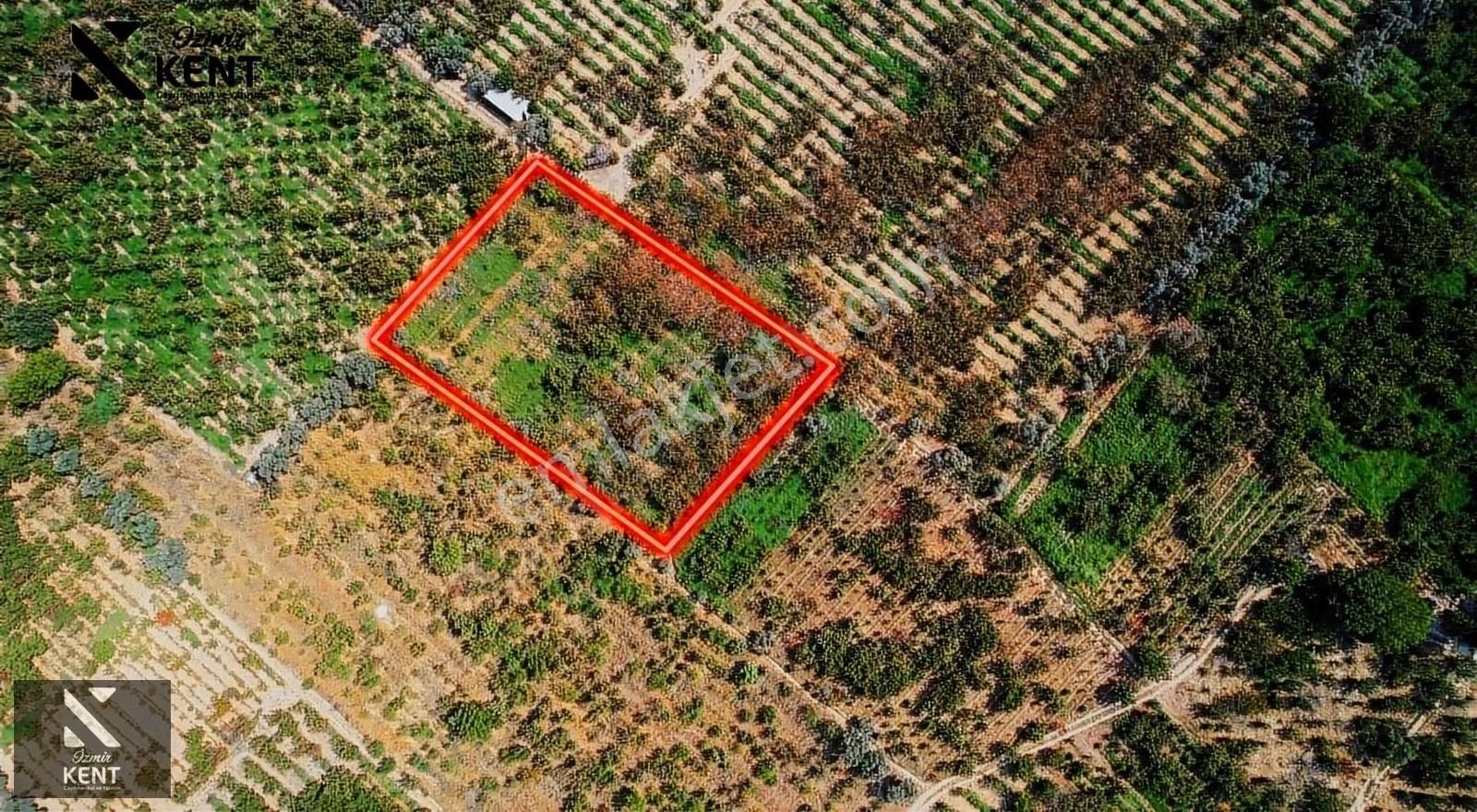 Kemalpaşa Örnekköy Satılık Bağ & Bahçe Kemalpaşa Örnekköy Satılık Bahçe 3.300 M2