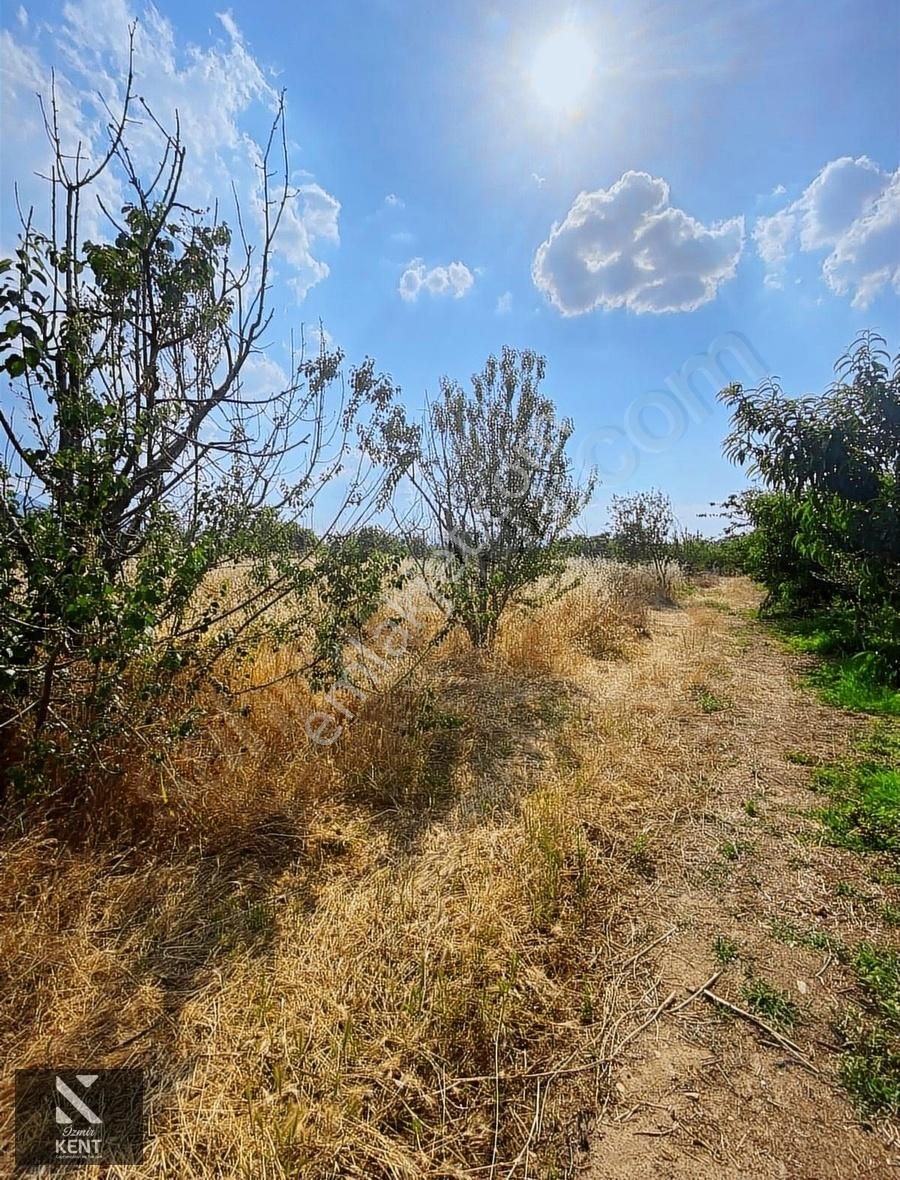 Kemalpaşa Ören 75.yıl Cumhuriyet Satılık Bağ & Bahçe Kemalpaşa Ören Müstakil Tek Tapu 5469 M2 Bahçe