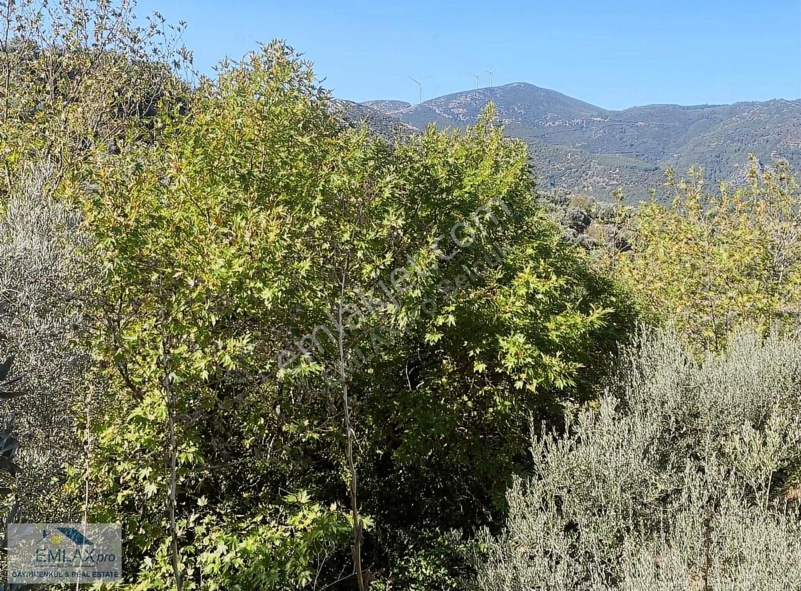 Selçuk 14 Mayıs Satılık Bağ & Bahçe İzmir Selçuk Kınalı Köprüde Satılık Tek Tapu Zeytin Bahçesi