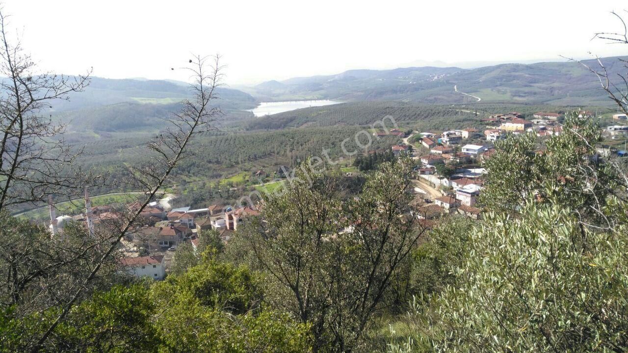 Bursa Mudanya Kaymakoba,da Acil Satılık Köyeyakın 673m2 Zeytinlik - Görsel 4