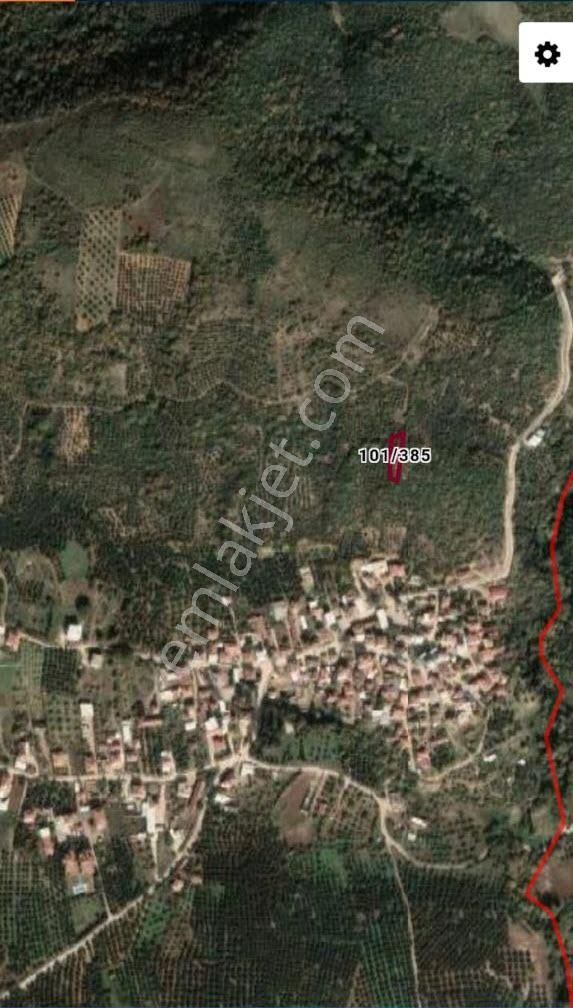 Bursa Mudanya Kaymakoba,da Acil Satılık Köyeyakın 673m2 Zeytinlik - Görsel 3