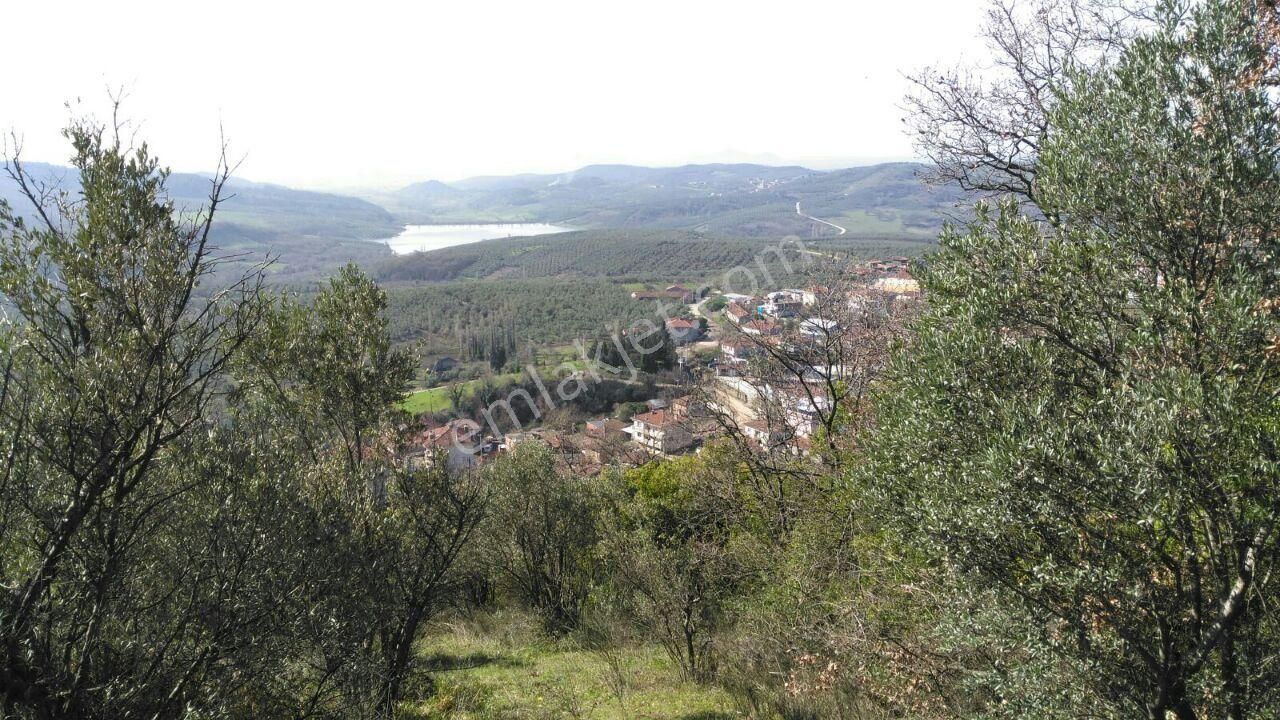 Bursa Mudanya Kaymakoba,da Acil Satılık Köyeyakın 673m2 Zeytinlik - Görsel 8