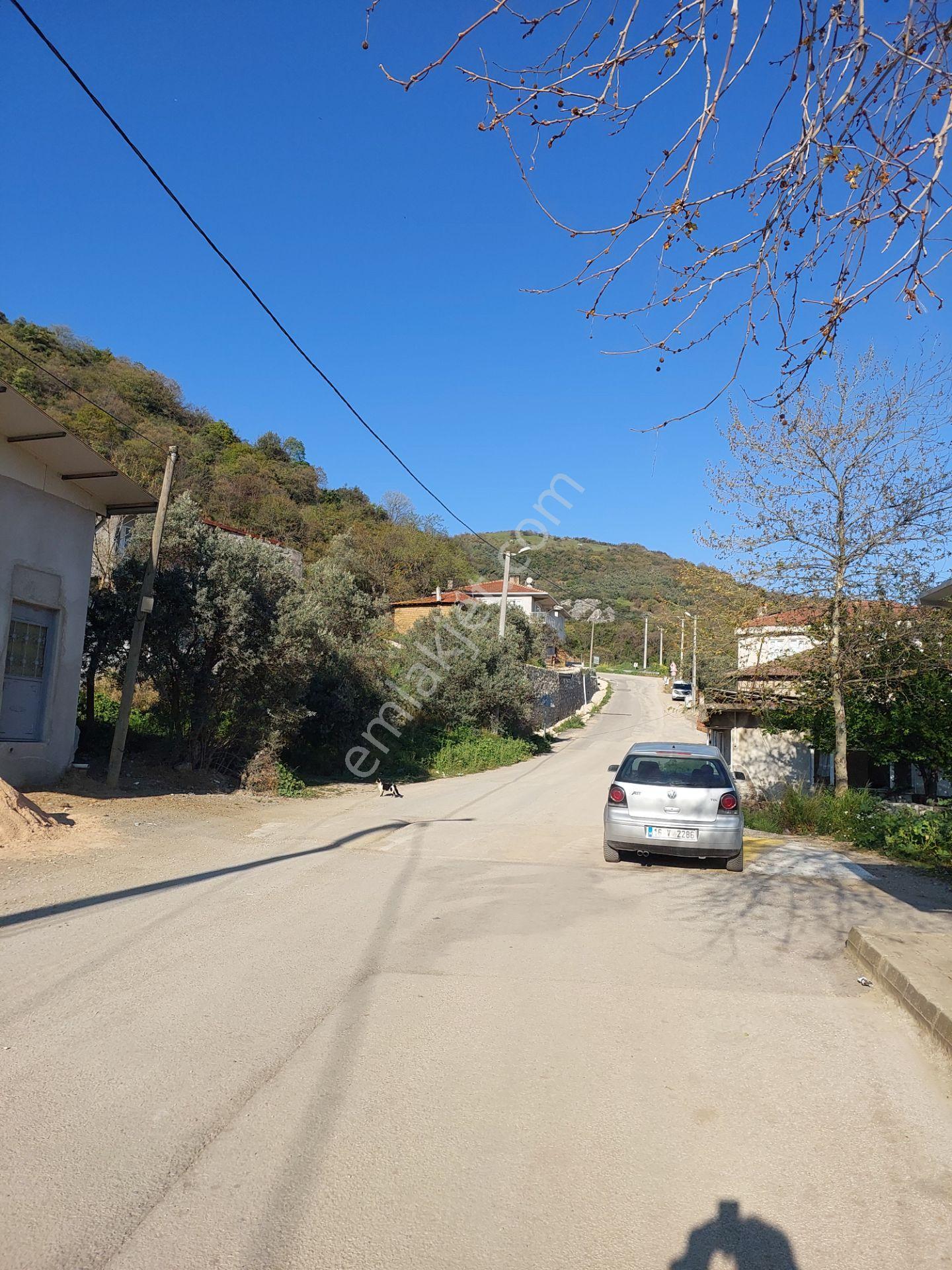 Bursa Mudanya Kaymakoba,da Acil Satılık Köyeyakın 673m2 Zeytinlik - Görsel 5