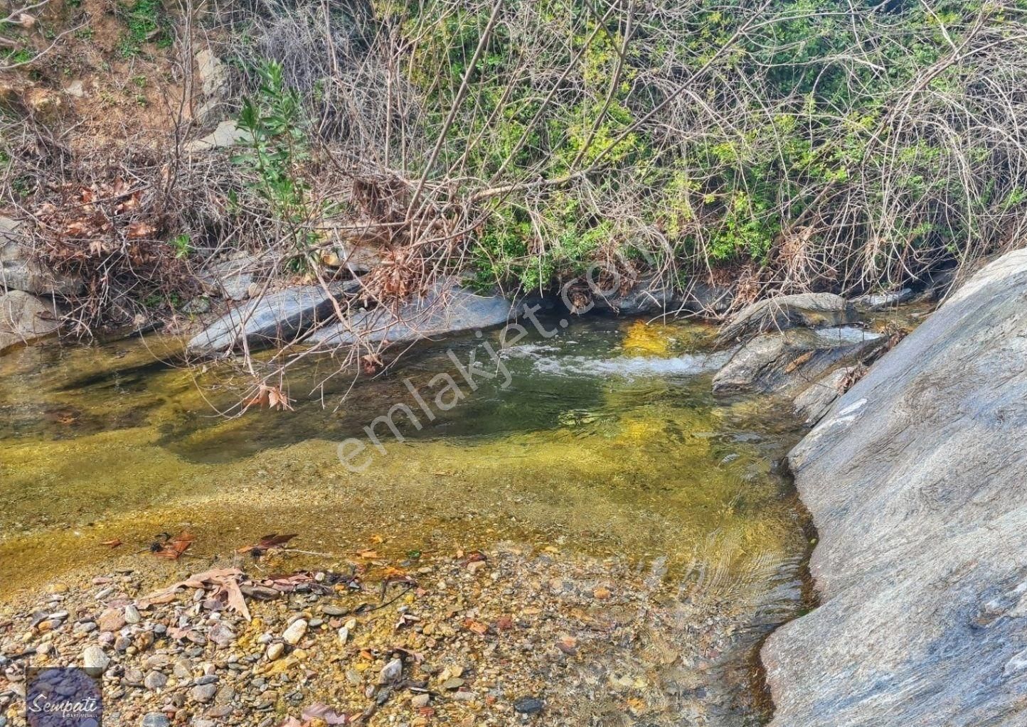 Milas Çomakdağ Kızılağaç Satılık Zeytinlik Kaçmaz Fırsat! Yolu Ve Suyu Olan Küçük Parça Zeytinlik