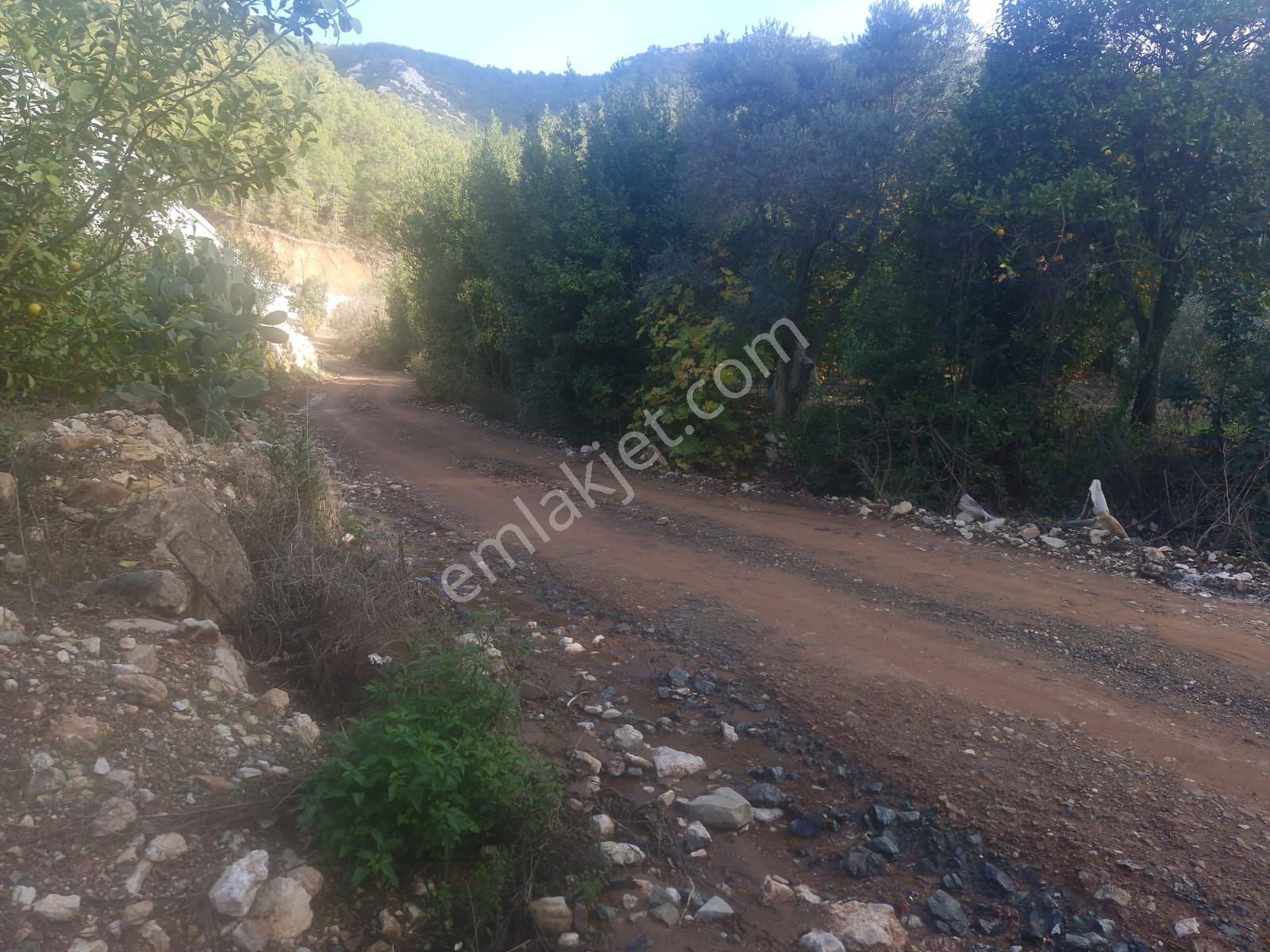 Kumluca Mavikent Satılık Bağ & Bahçe Müstakil Tapu Portakal Bahçesi