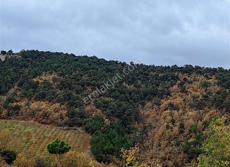 Osmaneli Ağlan Köyü Satılık Konut İmarlı Bilecik Ağlan Köyündeiçinde 100 Ağaç Bulun 5.750 M2 Satılık Arsa