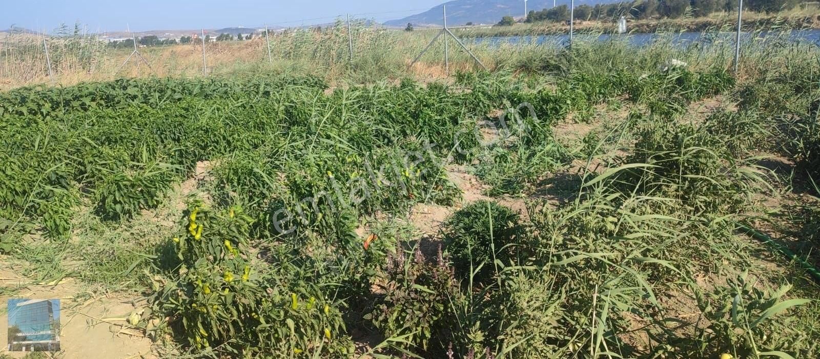 Aliağa Çaltılıdere Denize Sıfır Konumda Satılık Arazi - Görsel 8