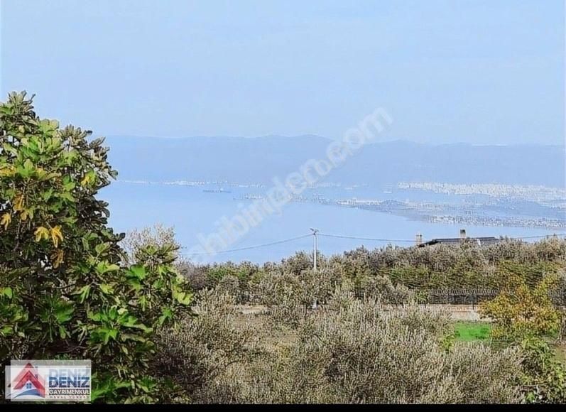 Gemlik Kurşunlu Satılık Zeytinlik Bursa Gemlik Kurşunlu Takasa Uygun Manzaralı Satılık Zeytinlik