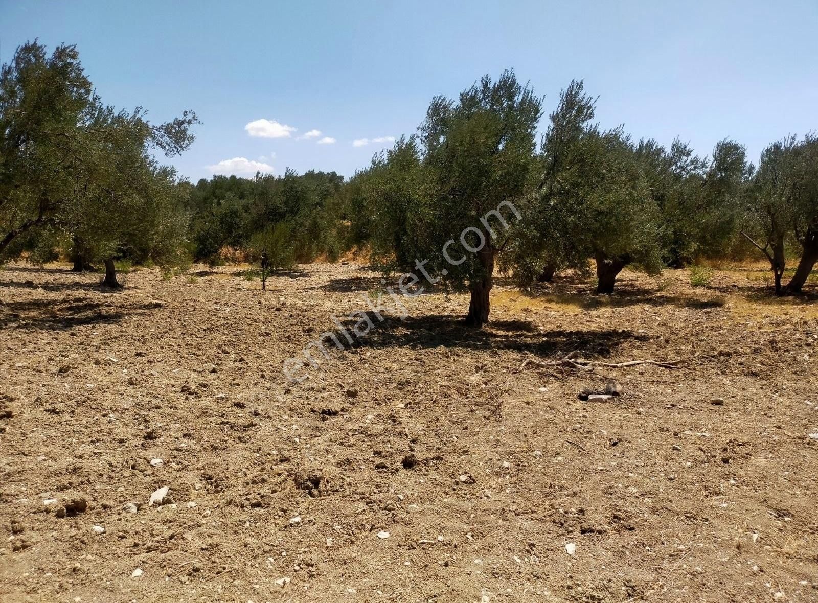 Bergama Zeytindağ Satılık Tarla Şakranda Satılık Zeytinlik