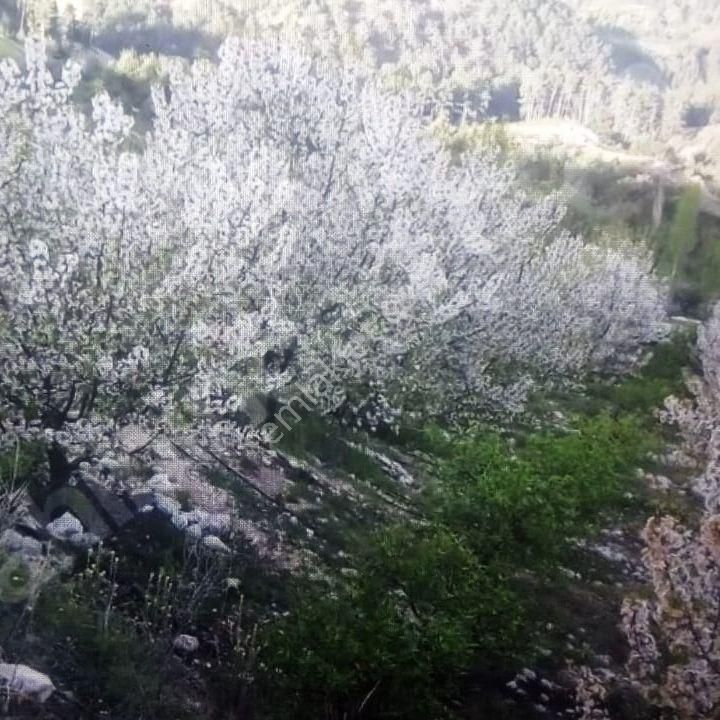Satılık Kiraz Bahçesi - Görsel 3