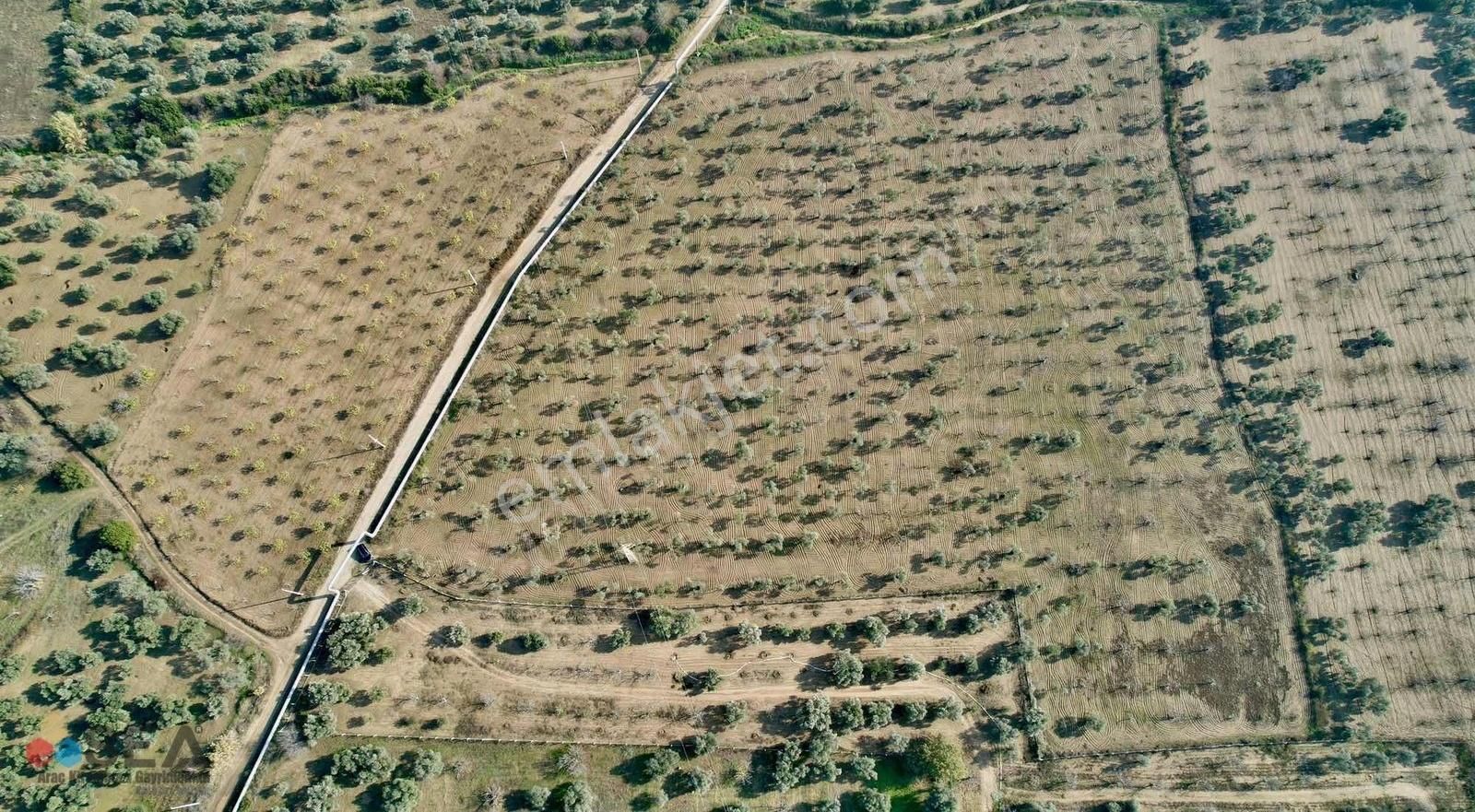 Germencik Alangüllü De Toplam 30dönüm Zeytinlik - Görsel 6