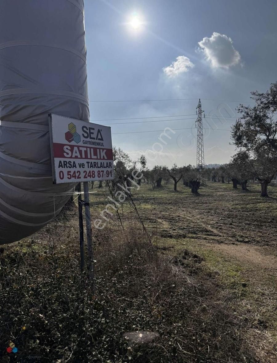 Germencik Alangüllü De Toplam 30dönüm Zeytinlik - Görsel 21