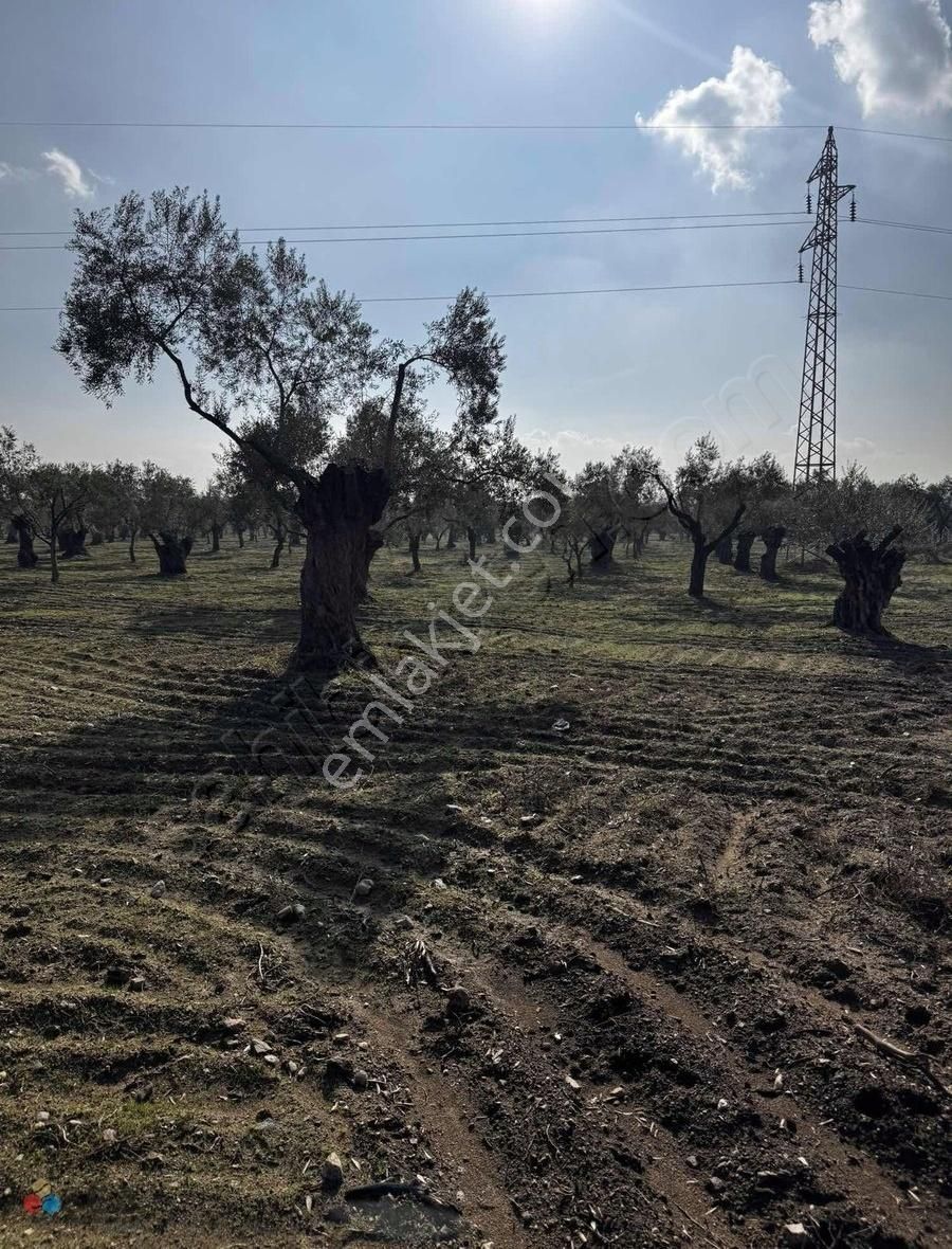 Germencik Alangüllü De Toplam 30dönüm Zeytinlik - Görsel 34