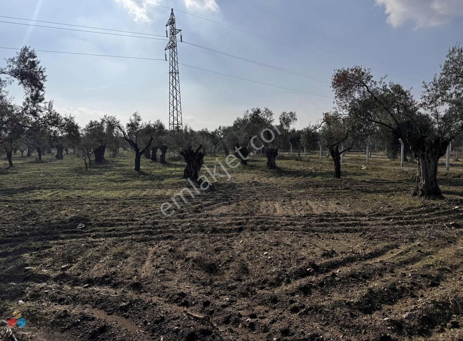 Germencik Yedieylül Satılık Tarla Germencik Alangüllü De Toplam 30dönüm Zeytinlik