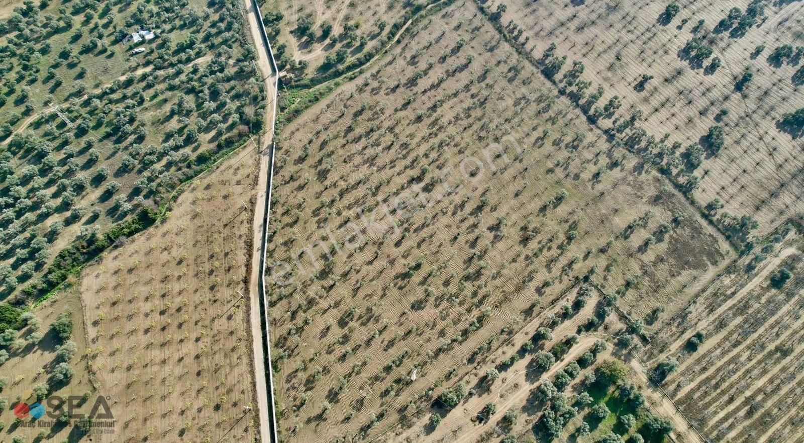 Germencik Alangüllü De Toplam 30dönüm Zeytinlik - Görsel 29