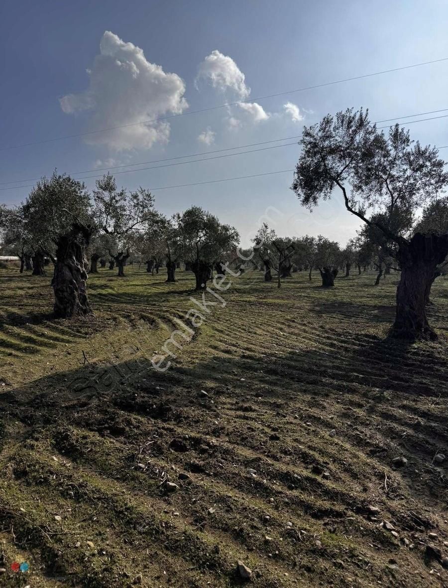 Germencik Alangüllü De Toplam 30dönüm Zeytinlik - Görsel 20