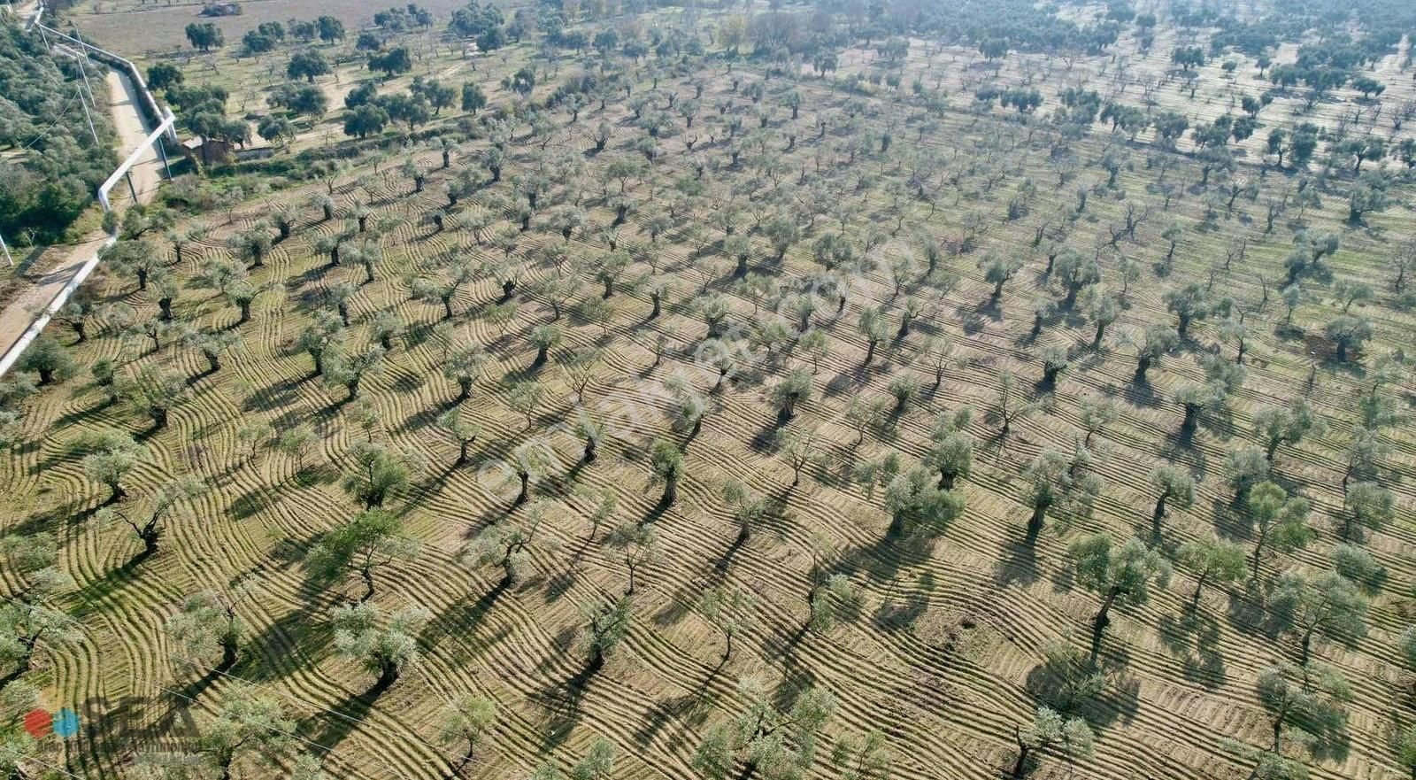 Germencik Alangüllü De Toplam 30dönüm Zeytinlik - Görsel 3