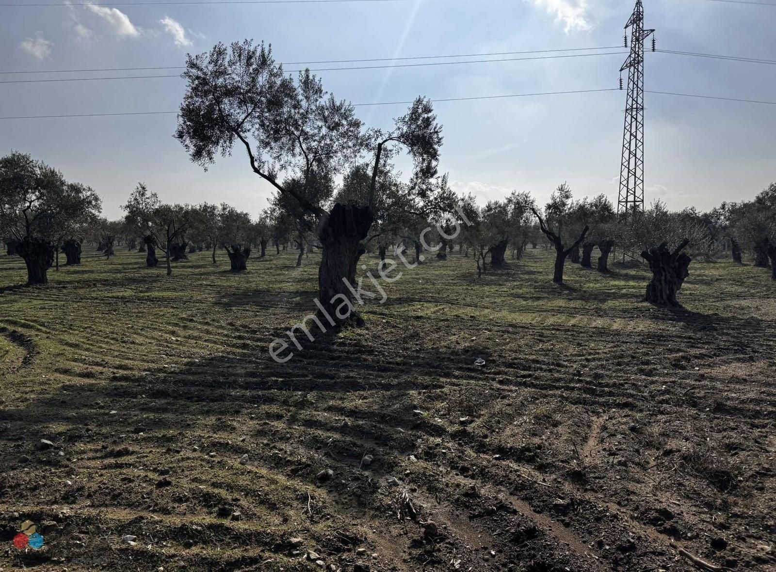 Germencik Alangüllü De Toplam 30dönüm Zeytinlik - Görsel 18