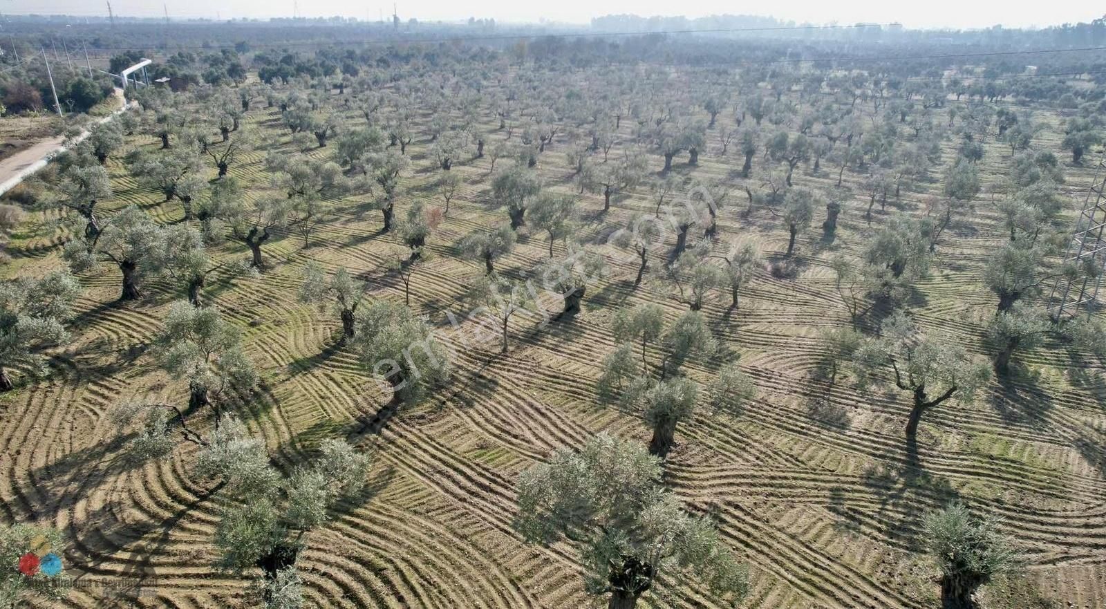 Germencik Alangüllü De Toplam 30dönüm Zeytinlik - Görsel 23