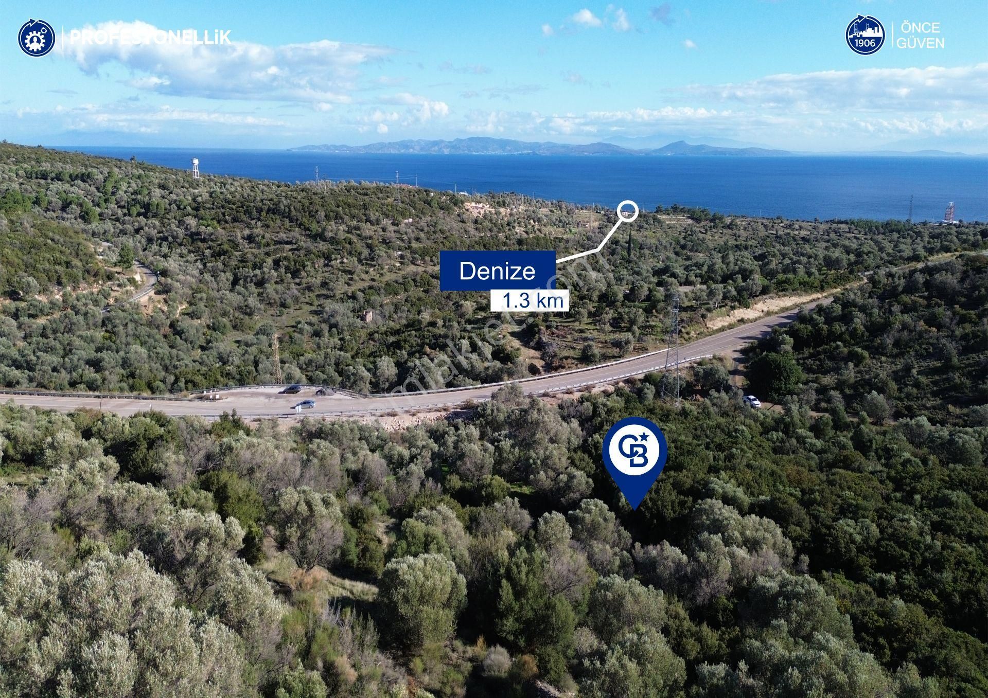 Karaburun Anbarseki 3168 M² Deniz Manzaralı Zeytin Ağaçlı Tarla - Görsel 5