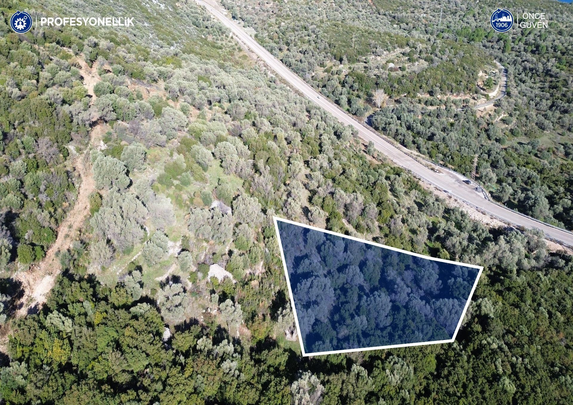 Karaburun Anbarseki 3168 M² Deniz Manzaralı Zeytin Ağaçlı Tarla - Görsel 7