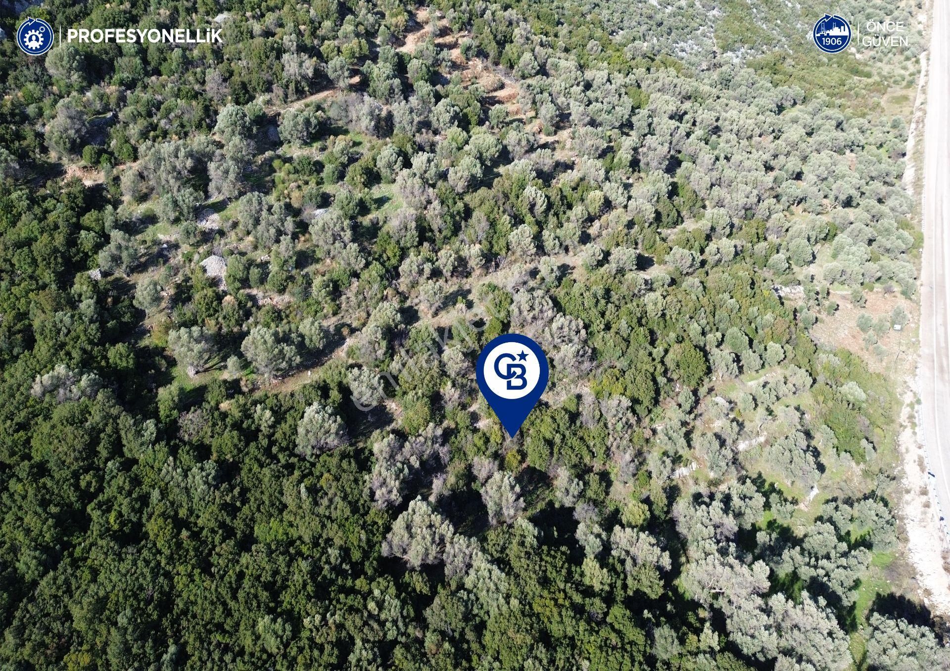 Karaburun Anbarseki 3168 M² Deniz Manzaralı Zeytin Ağaçlı Tarla - Görsel 12