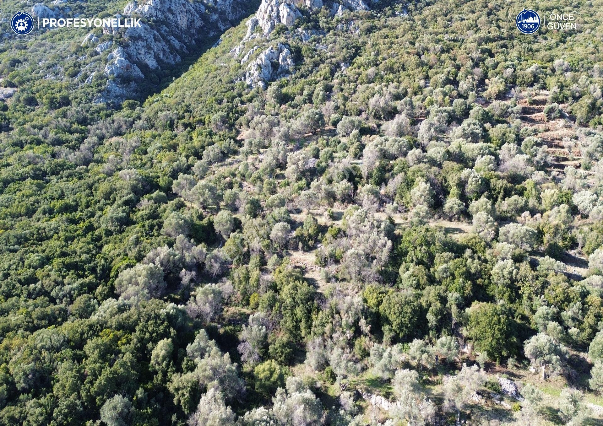 Karaburun Anbarseki 3168 M² Deniz Manzaralı Zeytin Ağaçlı Tarla - Görsel 20