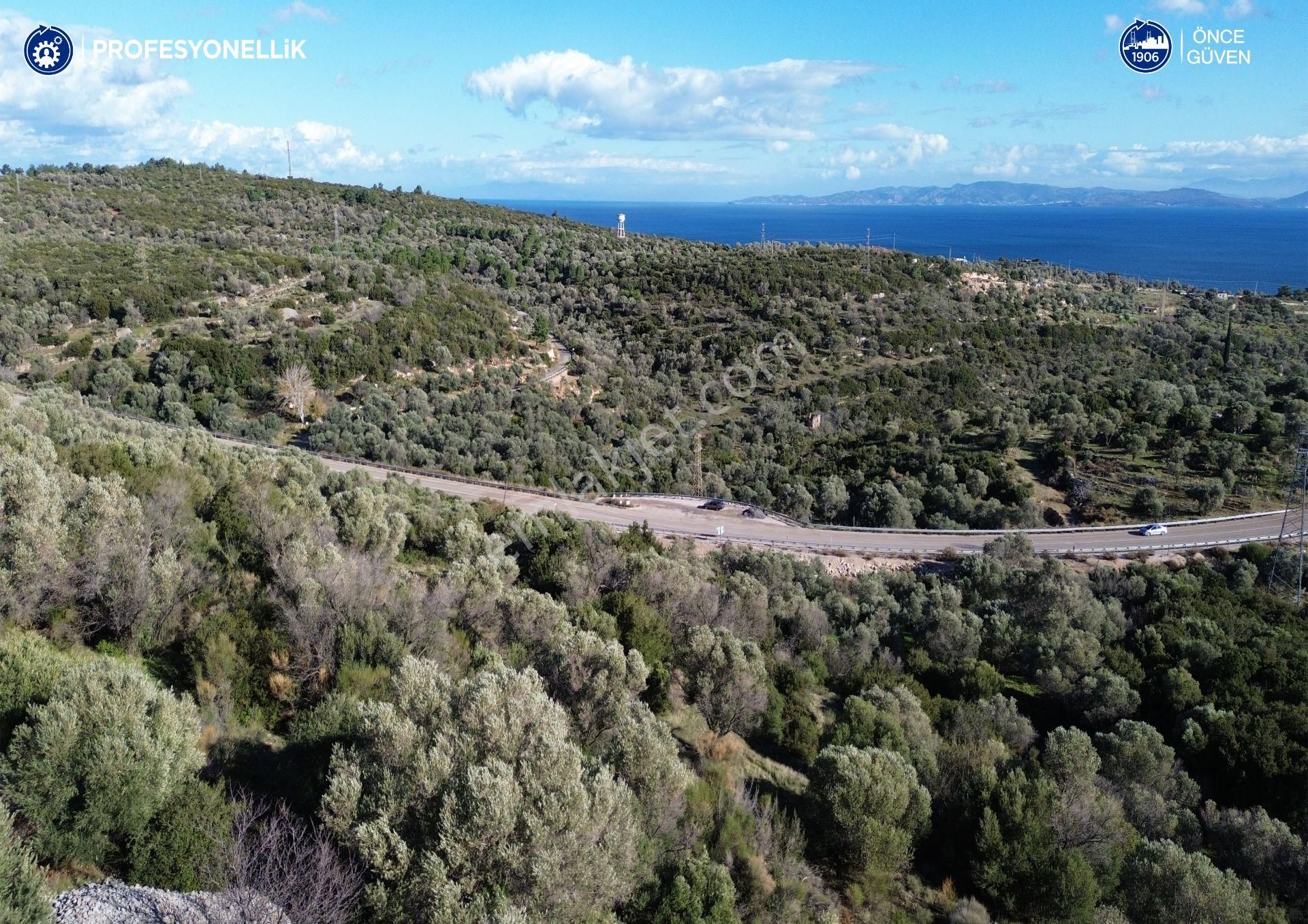 Karaburun Anbarseki 3168 M² Deniz Manzaralı Zeytin Ağaçlı Tarla - Görsel 15