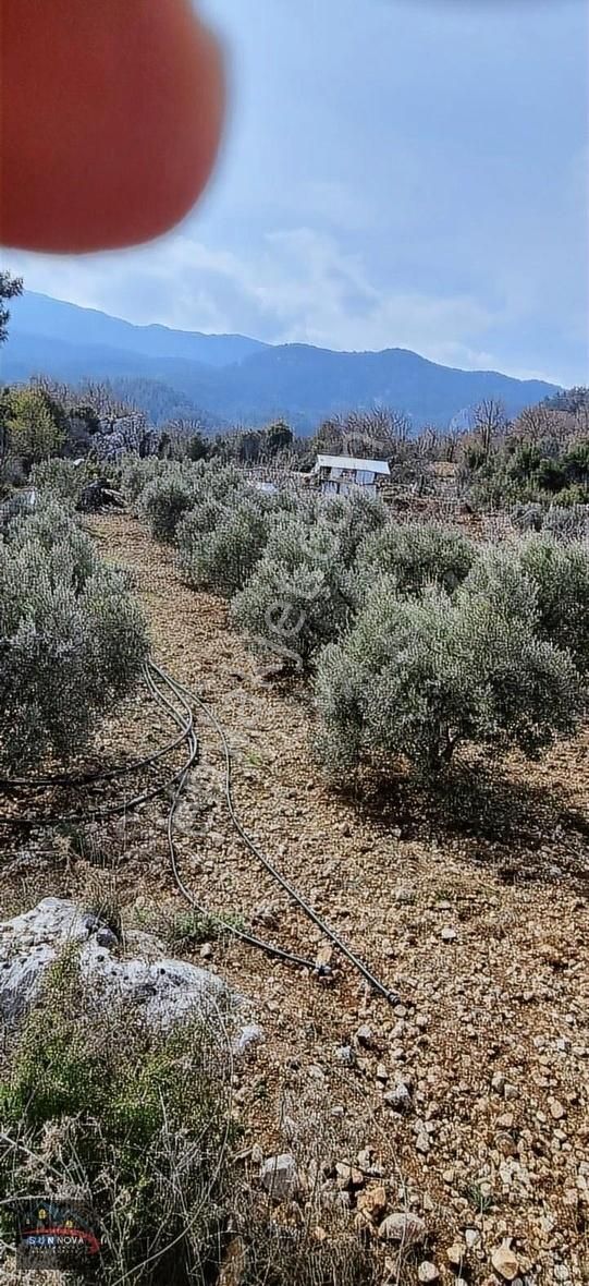 Konyaaltı Doyran Dağ Satılık Tarla Antalya Ve Deniz Manzaralı ,orman İçi Saklı Cennet 3669 M2