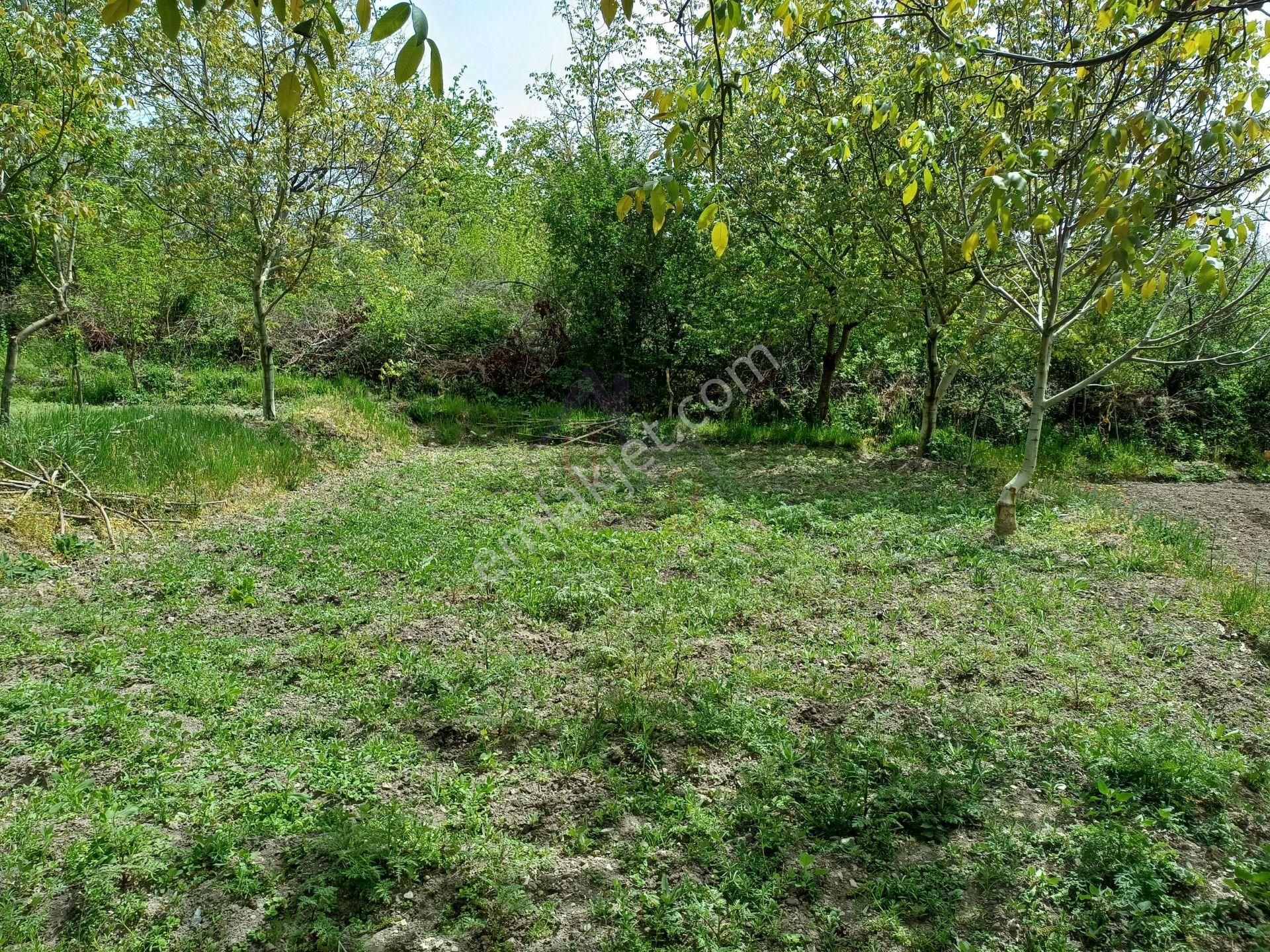 Kastamonu - Tosya Beşçamda Takasa Açık Satılık Bakımlı Bağ - Görsel 5