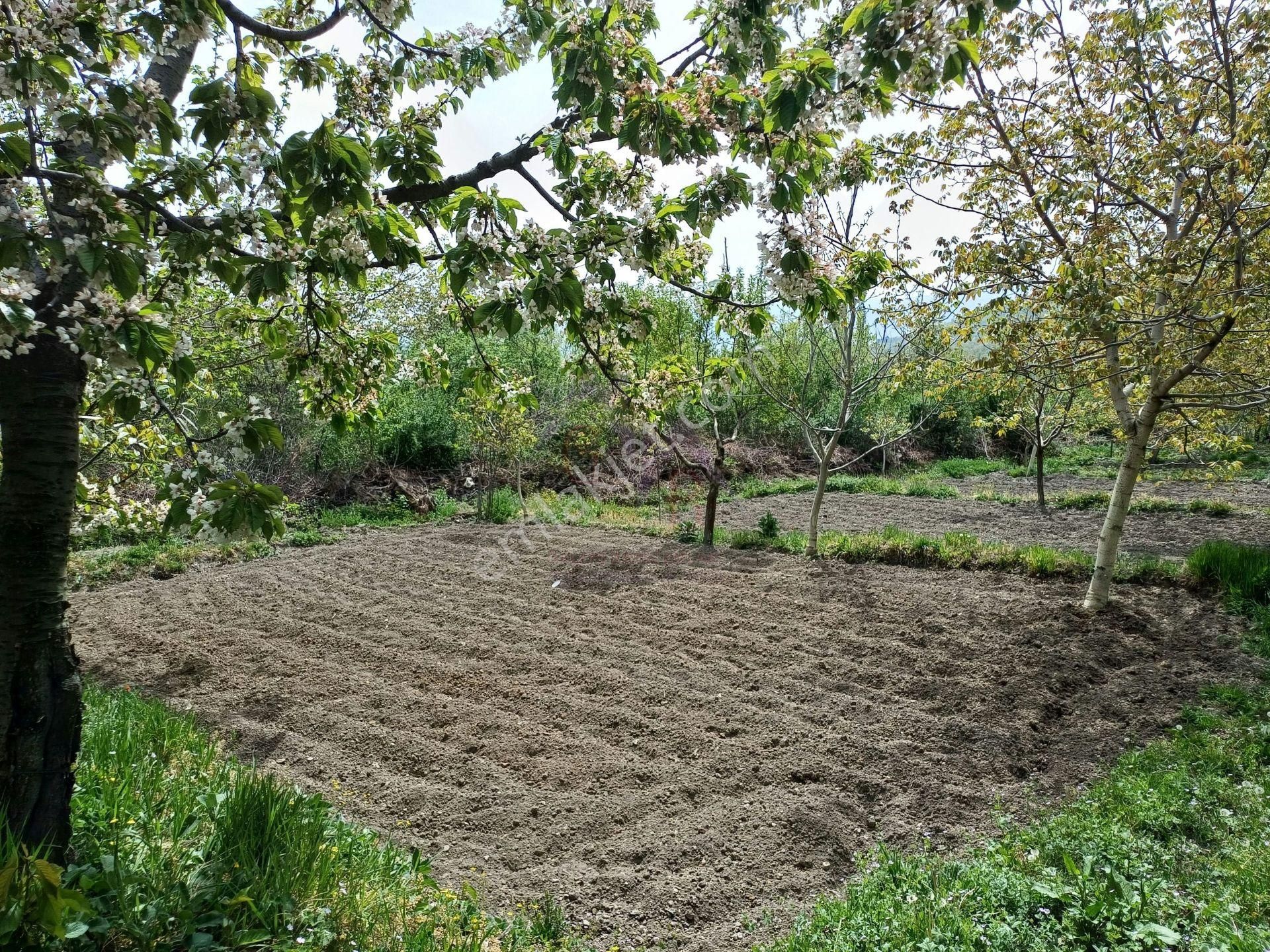 Kastamonu - Tosya Beşçamda Takasa Açık Satılık Bakımlı Bağ - Görsel 9