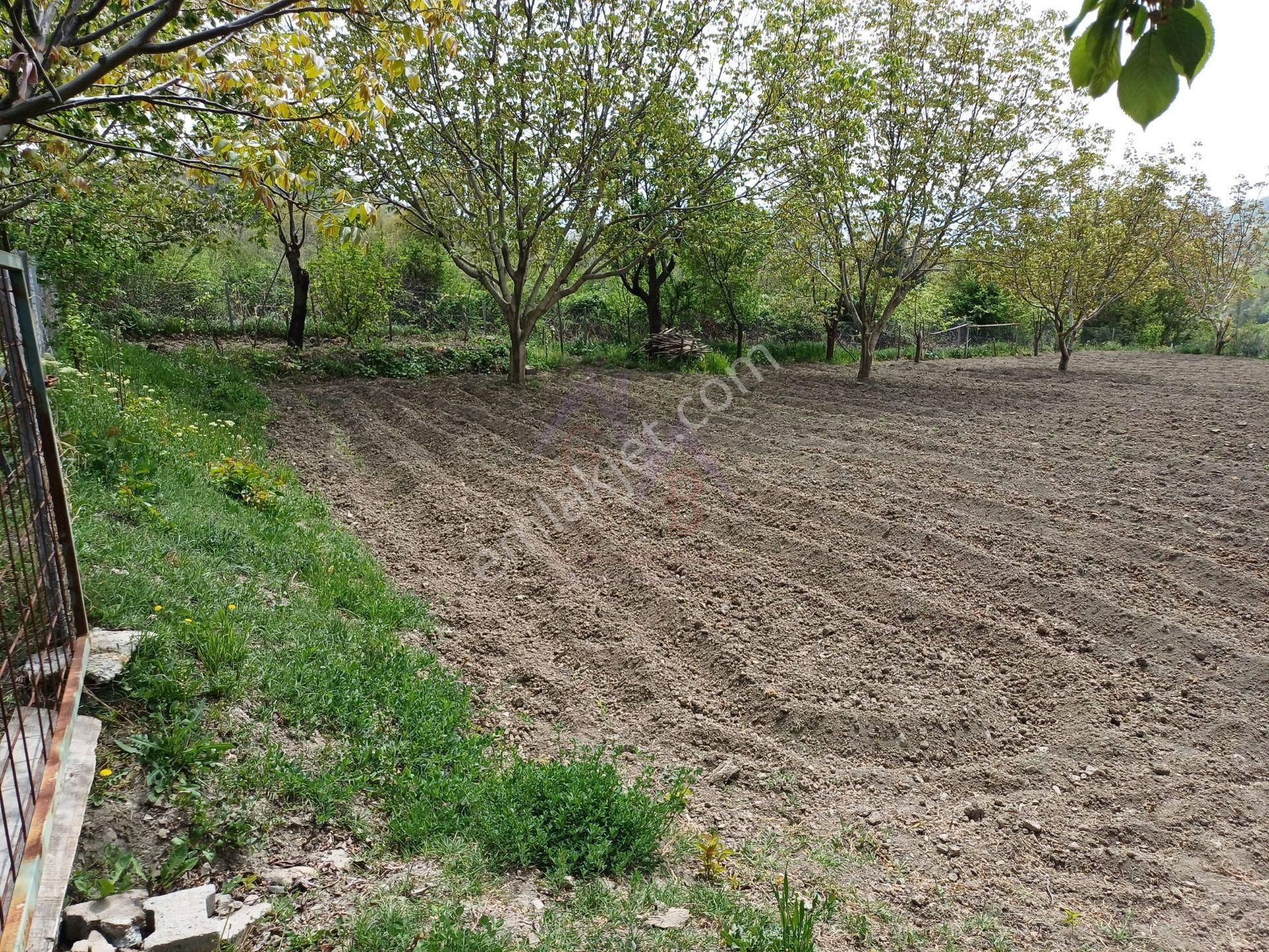 Kastamonu - Tosya Beşçamda Takasa Açık Satılık Bakımlı Bağ - Görsel 3