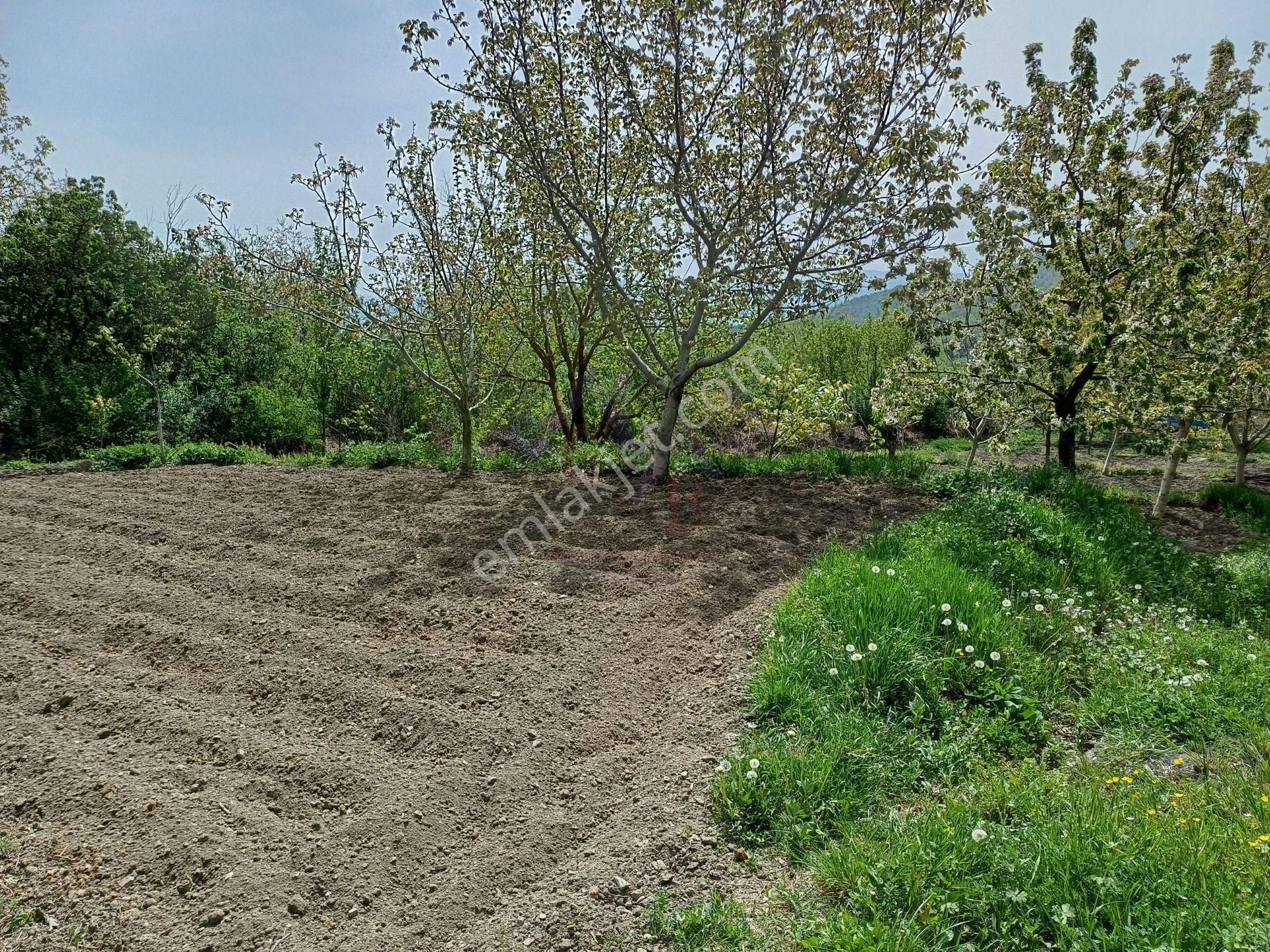 Kastamonu - Tosya Beşçamda Takasa Açık Satılık Bakımlı Bağ - Görsel 8