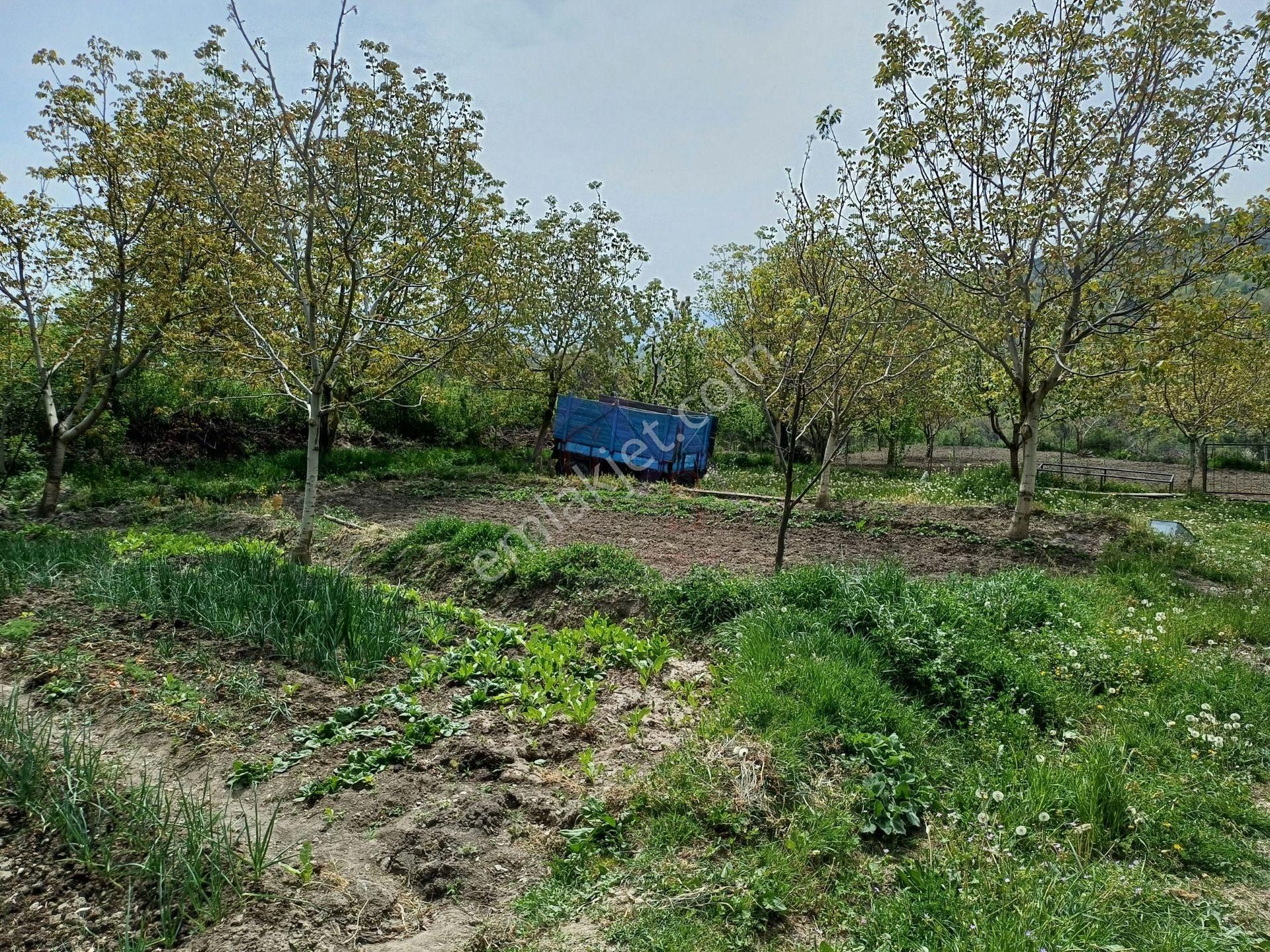 Kastamonu - Tosya Beşçamda Takasa Açık Satılık Bakımlı Bağ - Görsel 12