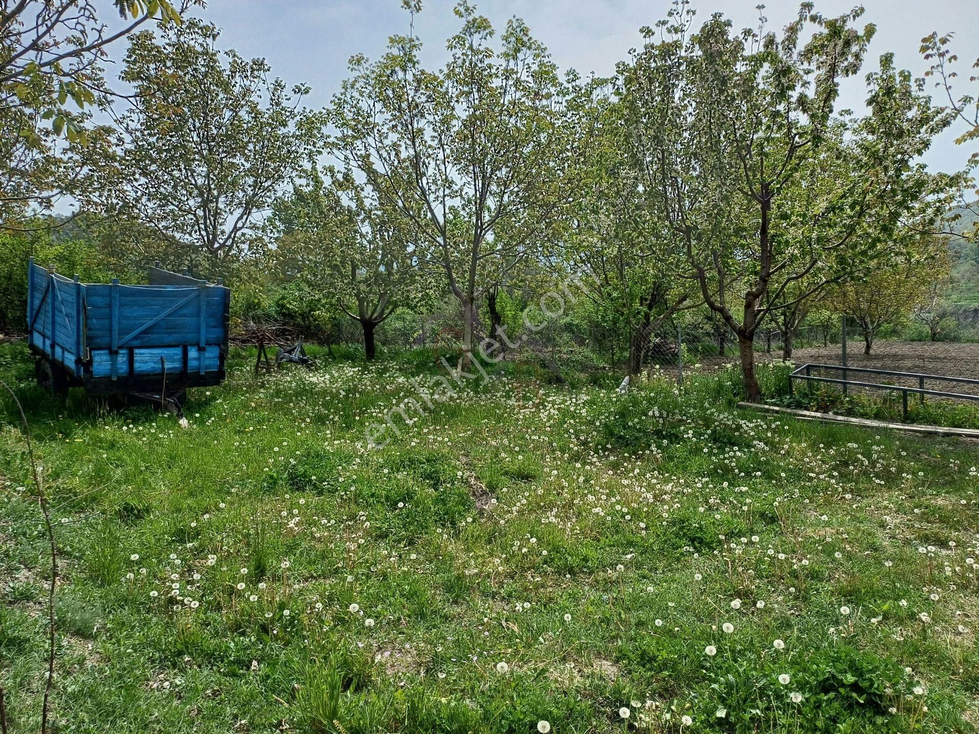 Kastamonu - Tosya Beşçamda Takasa Açık Satılık Bakımlı Bağ - Görsel 4
