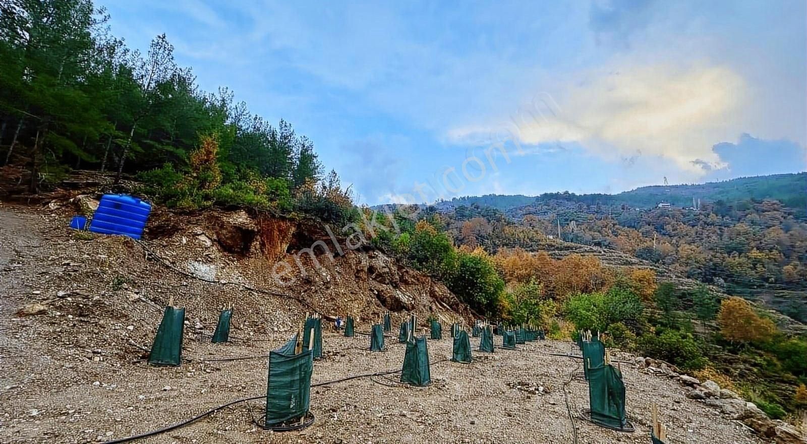 Alanya Gümüşgöze Satılık Bağ & Bahçe Ekç Emlak Tan Satılık Avakado Tarlası 2.500 M2