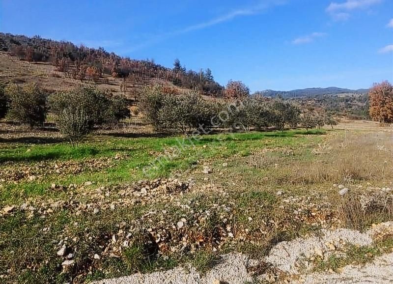 Menteşe Yenibağyaka Satılık Tarla Acil İhtiyaçtan Bağyaka'da Satılık Asfalt Yola Sıfır Zeytinlik