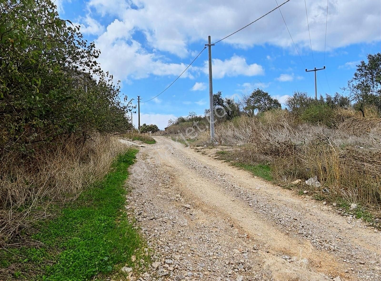 Karacabey Danişment Satılık Zeytinlik Bursa Karacabey Fırsat Köy İçinde Zeytinlik