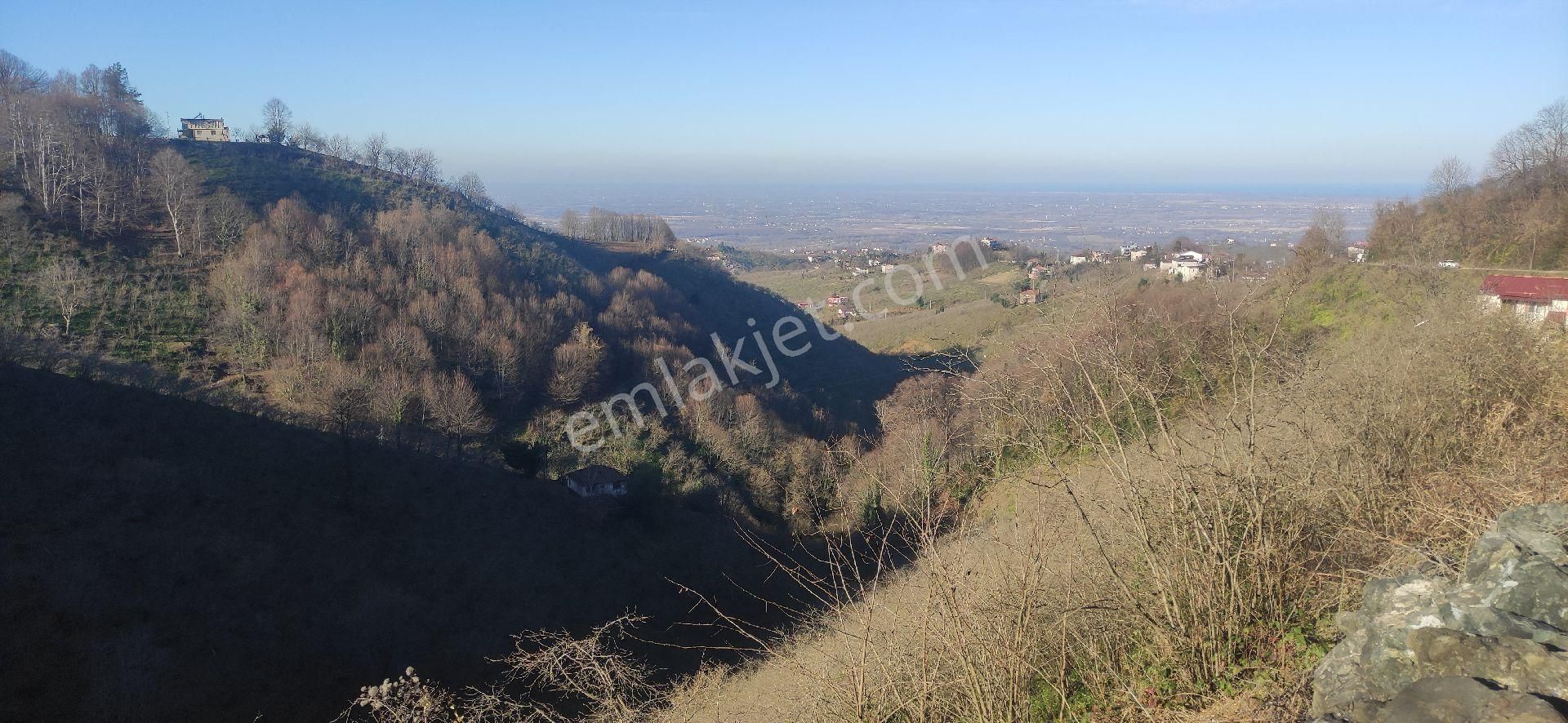 Samsun Terme Kocamanbasinda Satikik Buyuk Findik Bahcedi - Görsel 10