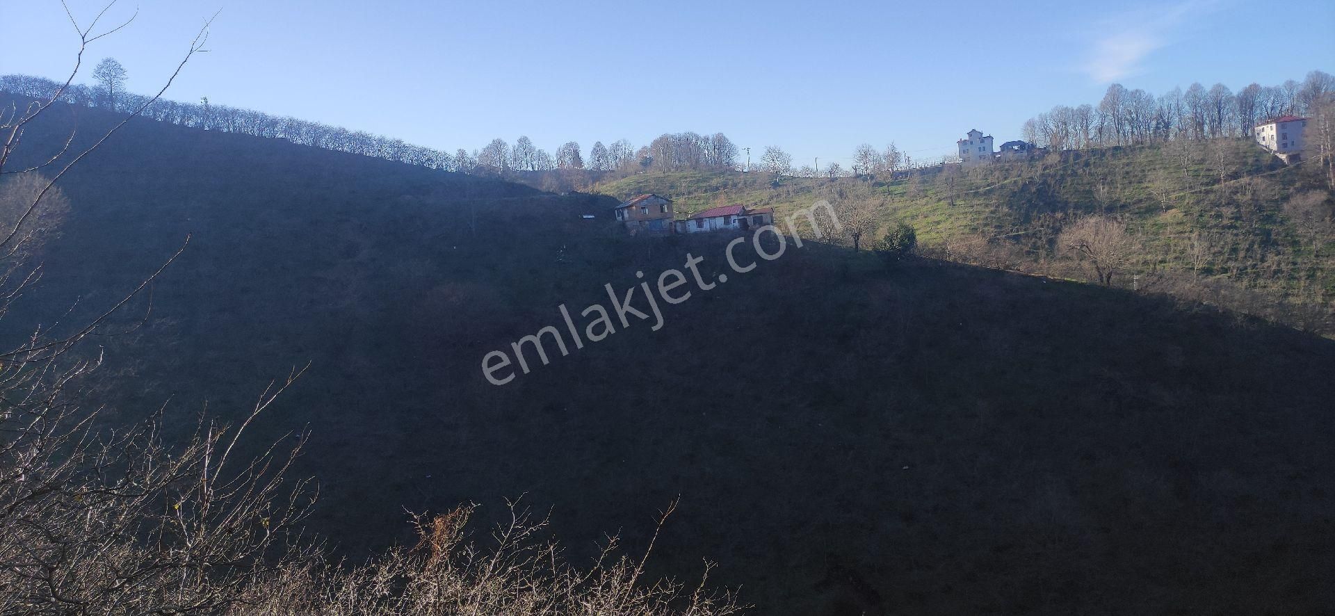 Samsun Terme Kocamanbasinda Satikik Buyuk Findik Bahcedi - Görsel 13