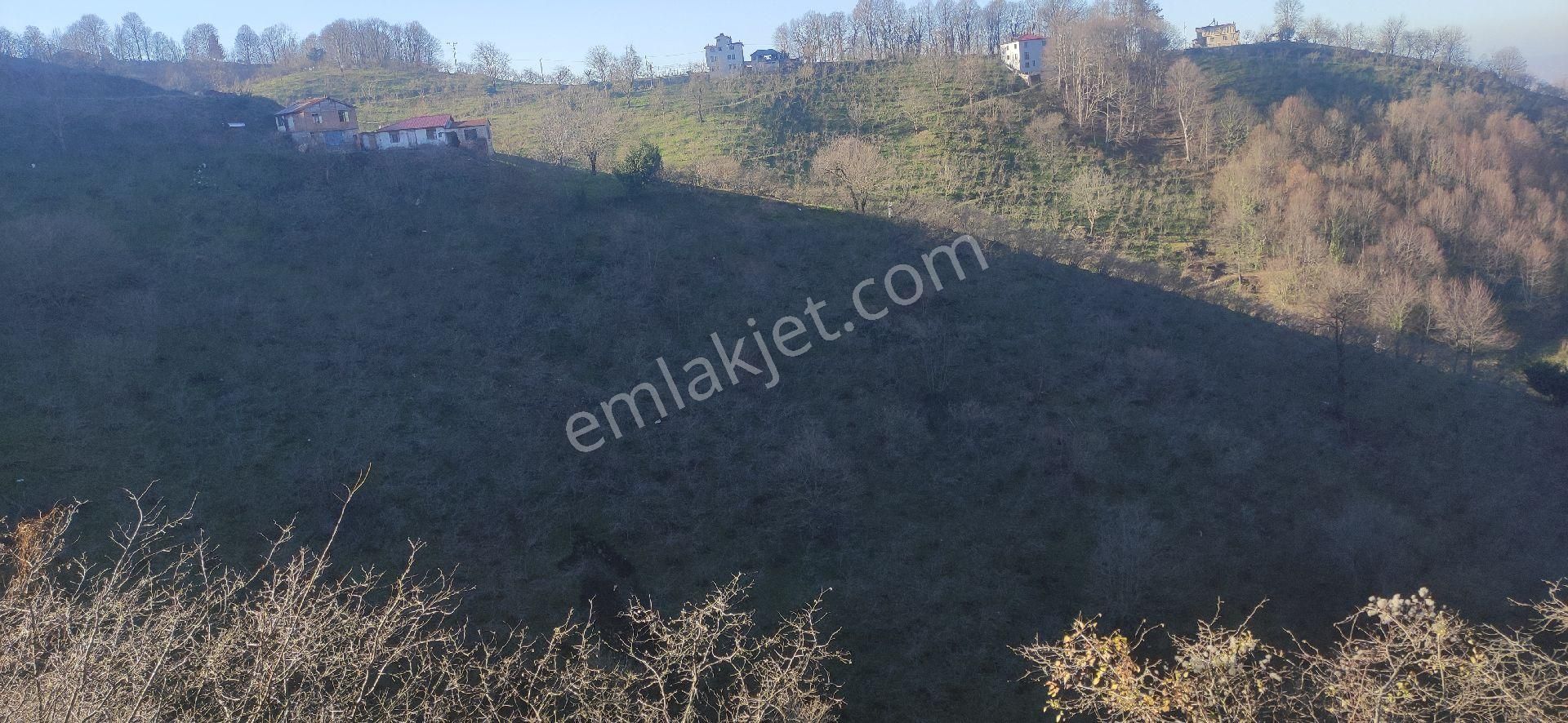 Samsun Terme Kocamanbasinda Satikik Buyuk Findik Bahcedi - Görsel 14