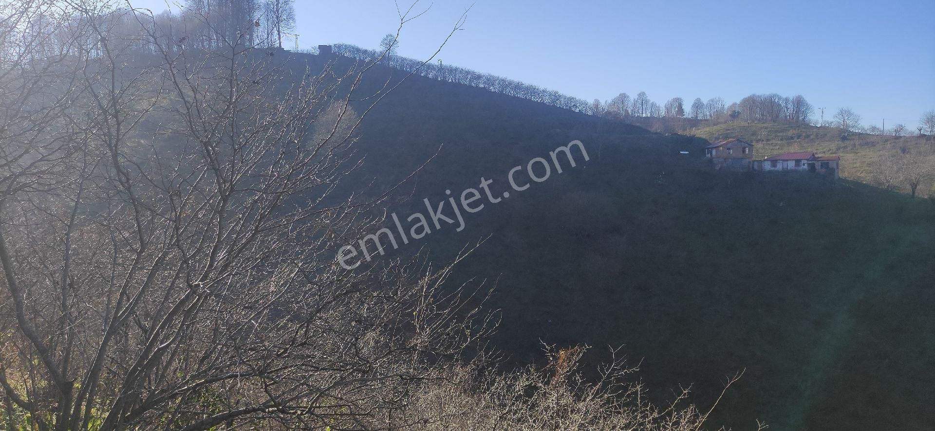 Samsun Terme Kocamanbasinda Satikik Buyuk Findik Bahcedi - Görsel 12