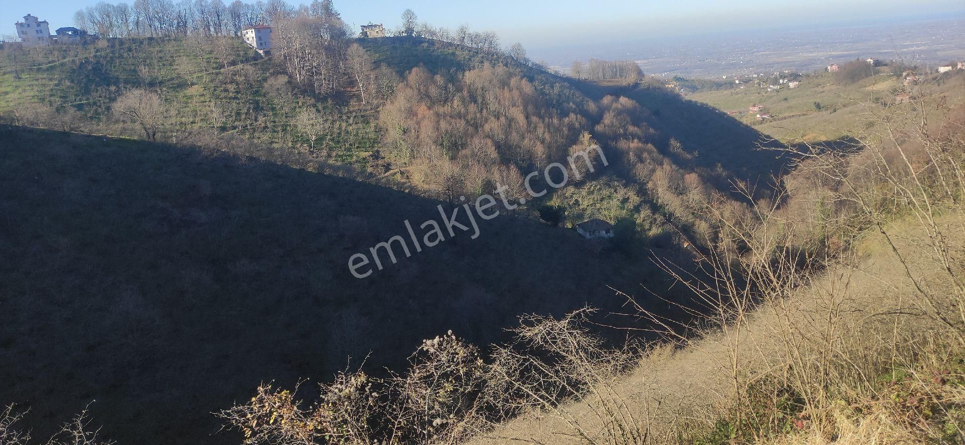 Samsun Terme Kocamanbasinda Satikik Buyuk Findik Bahcedi - Görsel 6