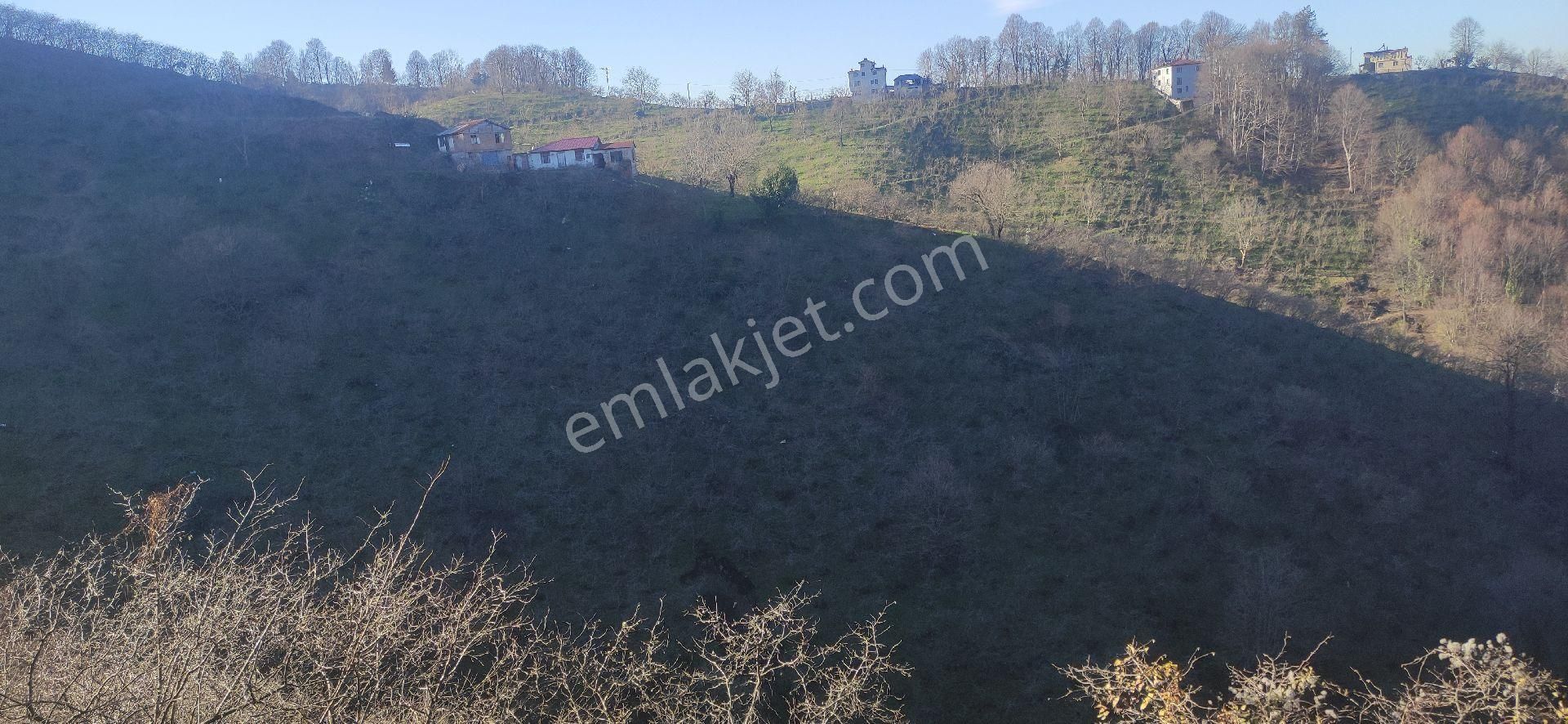 Samsun Terme Kocamanbasinda Satikik Buyuk Findik Bahcedi - Görsel 5