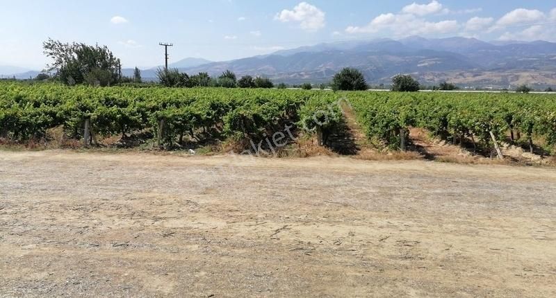 Alaşehir Çakırcaali Satılık Bağ & Bahçe Buğra Emlak'tan 9 Dönüm Satılık Bağ