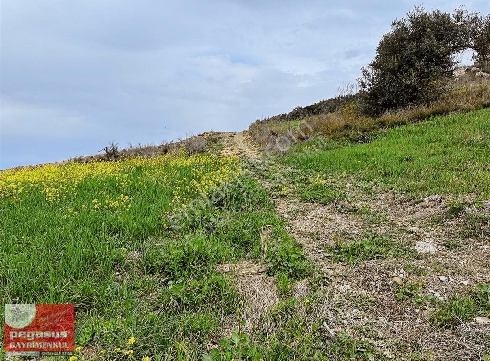 Çukurova Şambayadı Satılık Konut İmarlı Pegasus'tan Çukurova Şambayatta İmarlı Arsalar