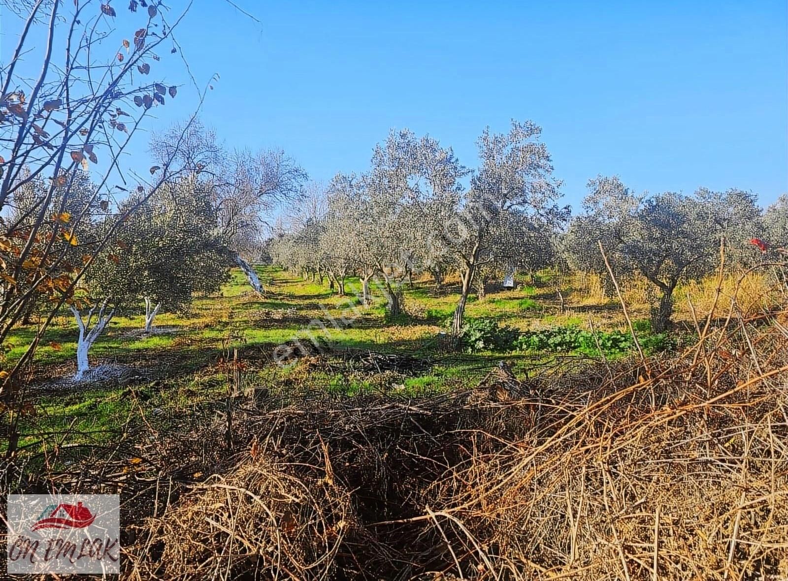 Burhaniye Dutluca Satılık Tarla Burhaniye Dutlucada Kadastro Yolu Olan 1.135 M2 Satılık Tarla!