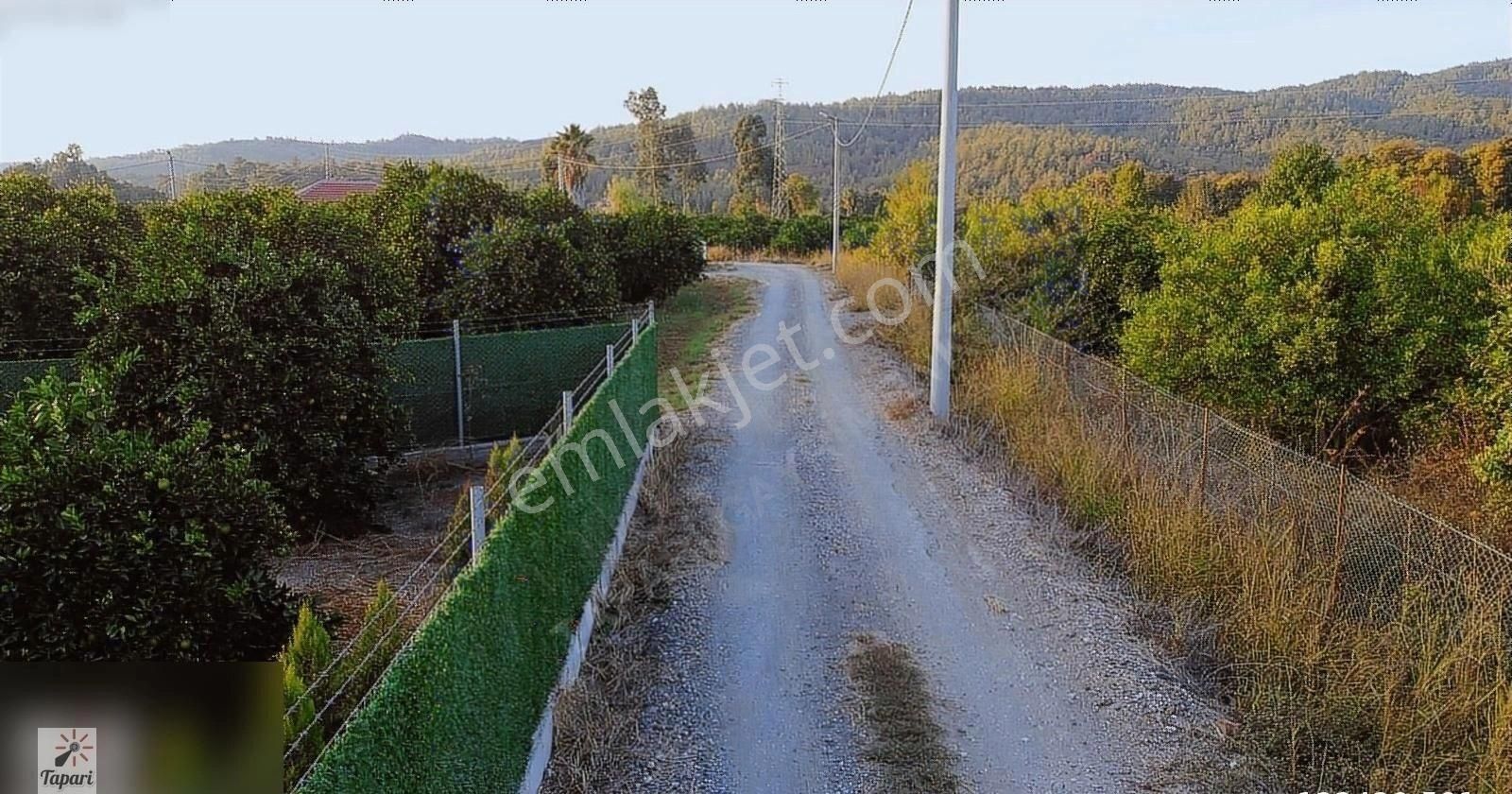 Köyceğiz Döğüşbelen Satılık Bağ & Bahçe Tapari Den Döğüşbelen Satılık 3100 M Narenciye Bahçesi